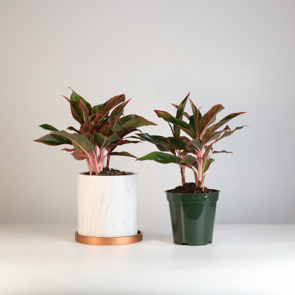 Aglaonema &#39;Siam&#39;