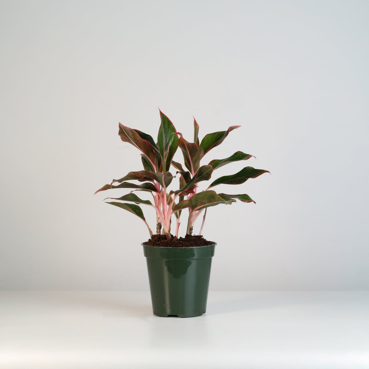 Aglaonema &#39;Siam&#39;