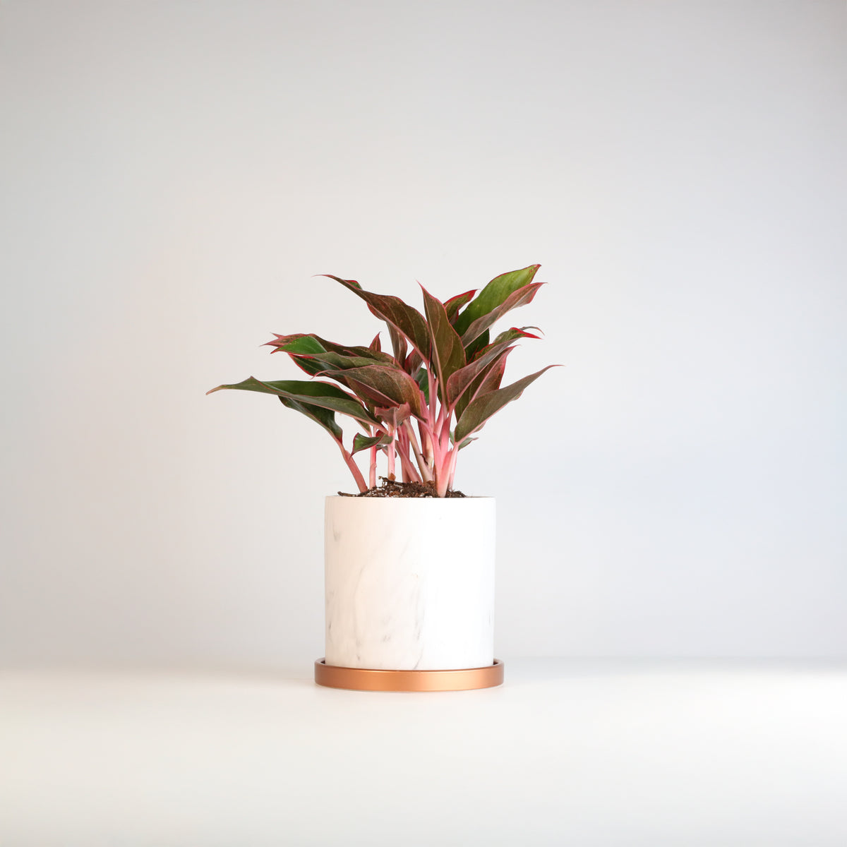 Aglaonema &#39;Siam&#39; in 6.5&quot;  Selene Planter