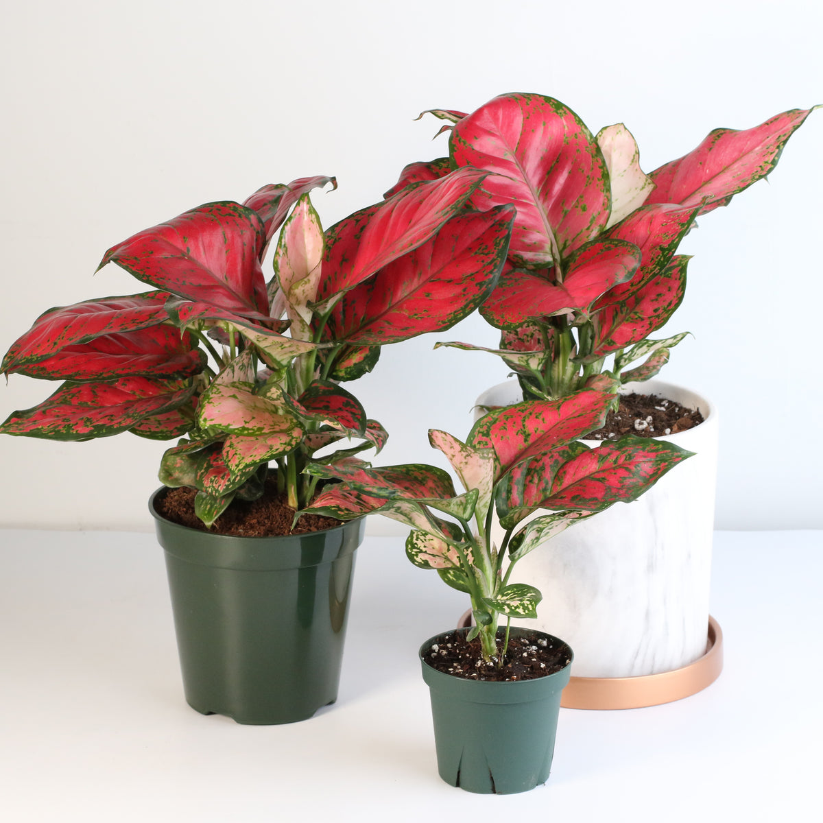Aglaonema &#39;Wishes&#39; Pink Plant