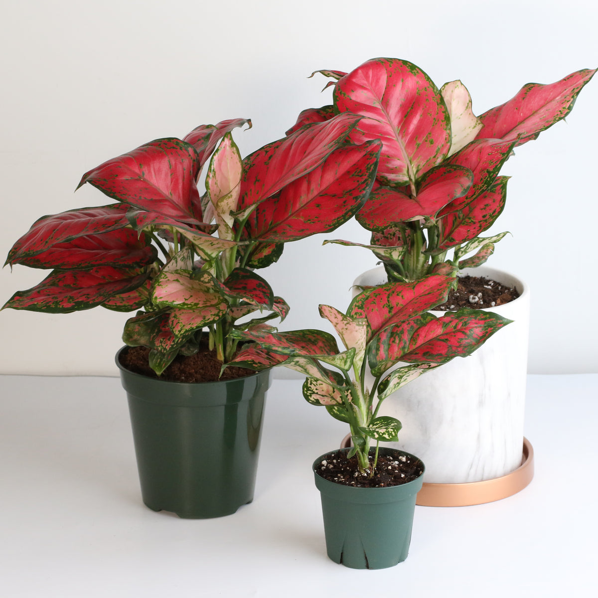 Aglaonema &#39;Wishes&#39; Pink Plant
