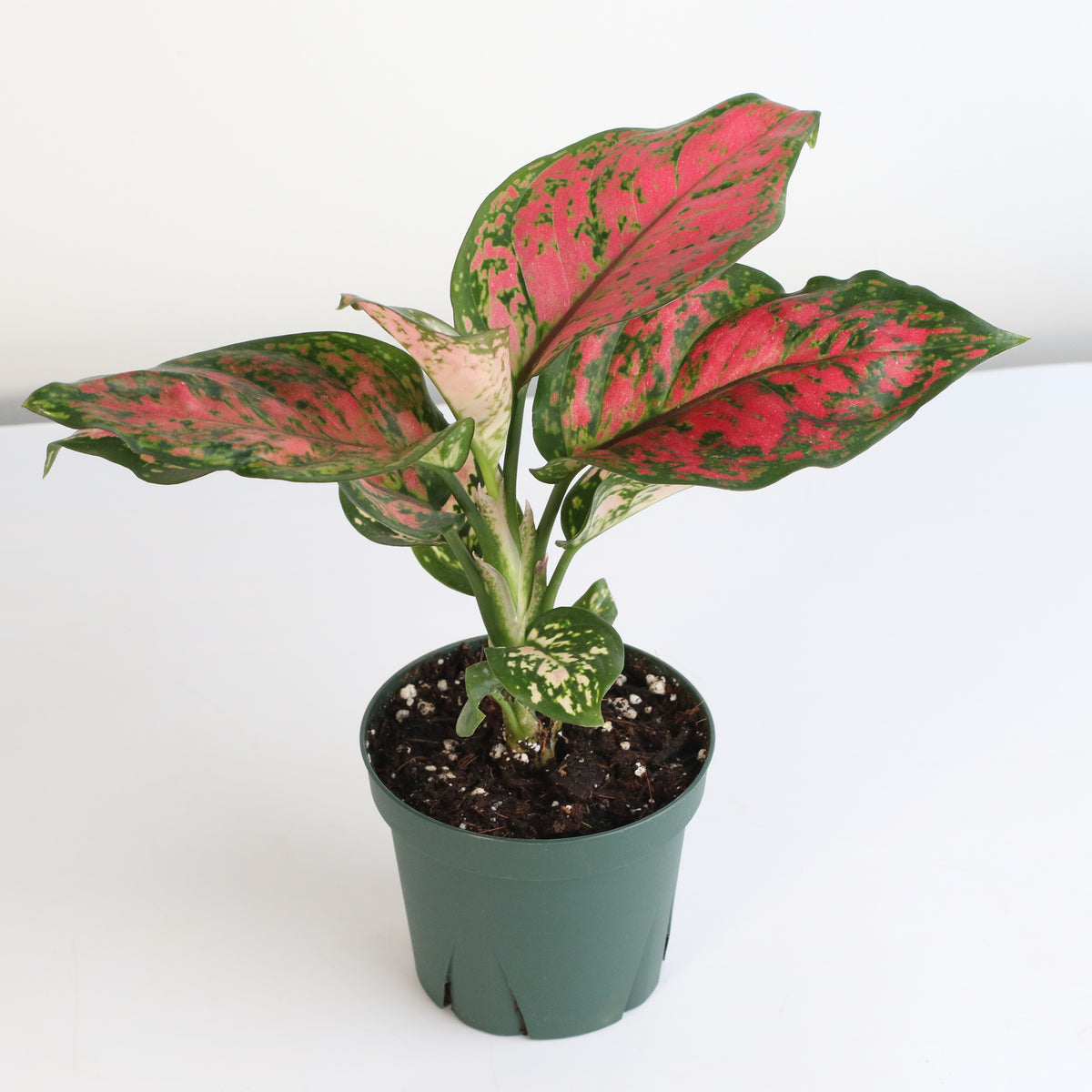 Aglaonema &#39;Wishes&#39; Pink Plant