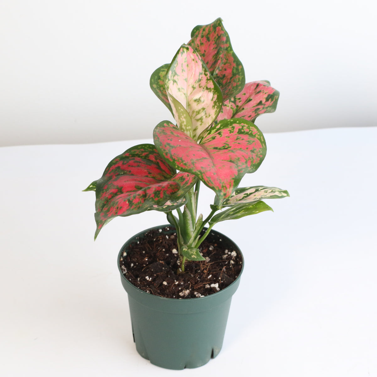 Aglaonema &#39;Wishes&#39; Pink Plant