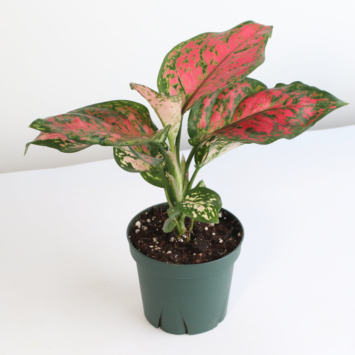 Aglaonema &#39;Wishes&#39; Pink Plant