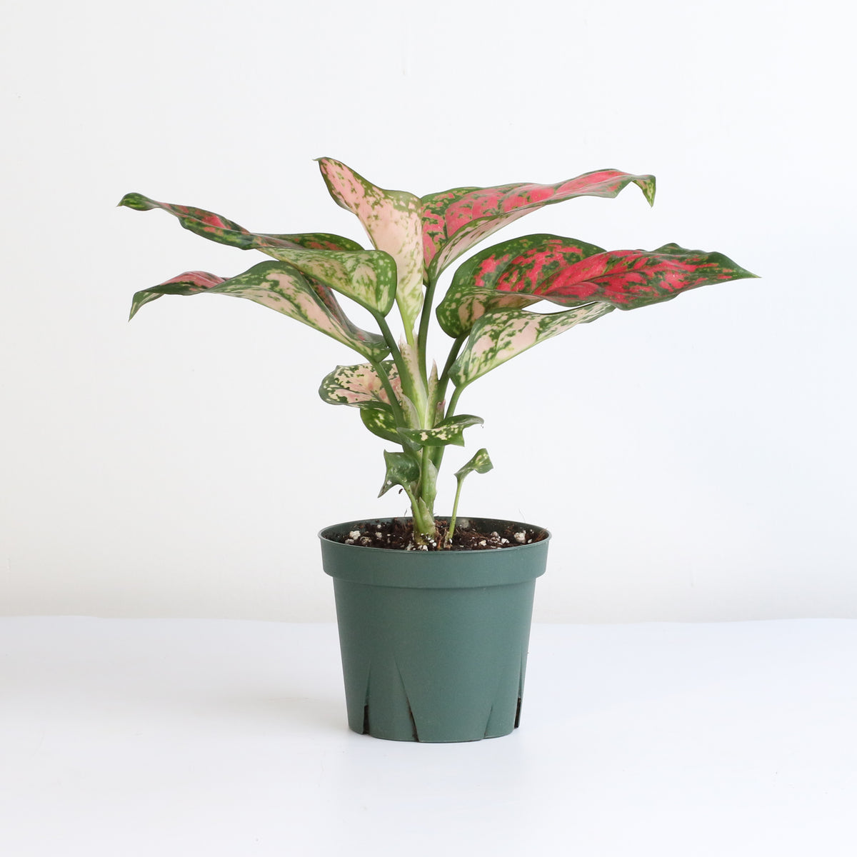 Aglaonema &#39;Wishes&#39; Pink Plant