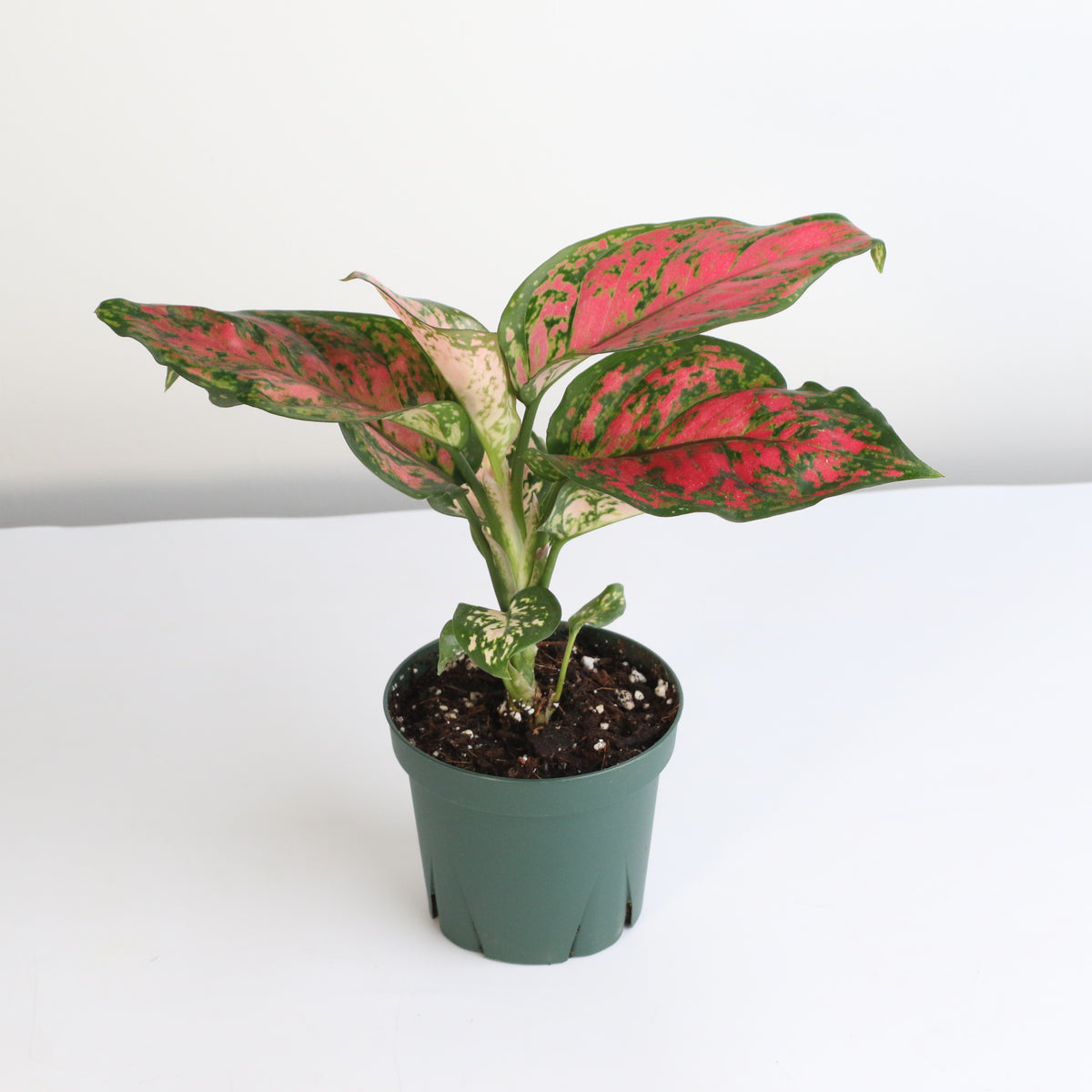 Aglaonema &#39;Wishes&#39; Pink Plant