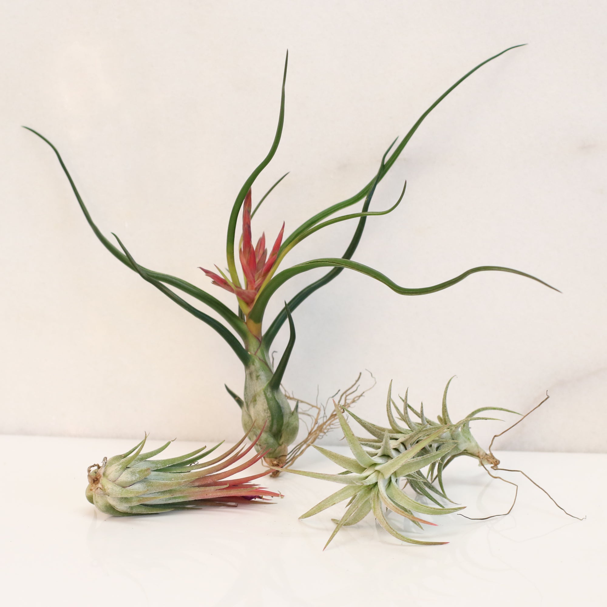 bulbous air plants Tillandsia Bulbosa Air Plant Small 'Guatemala'