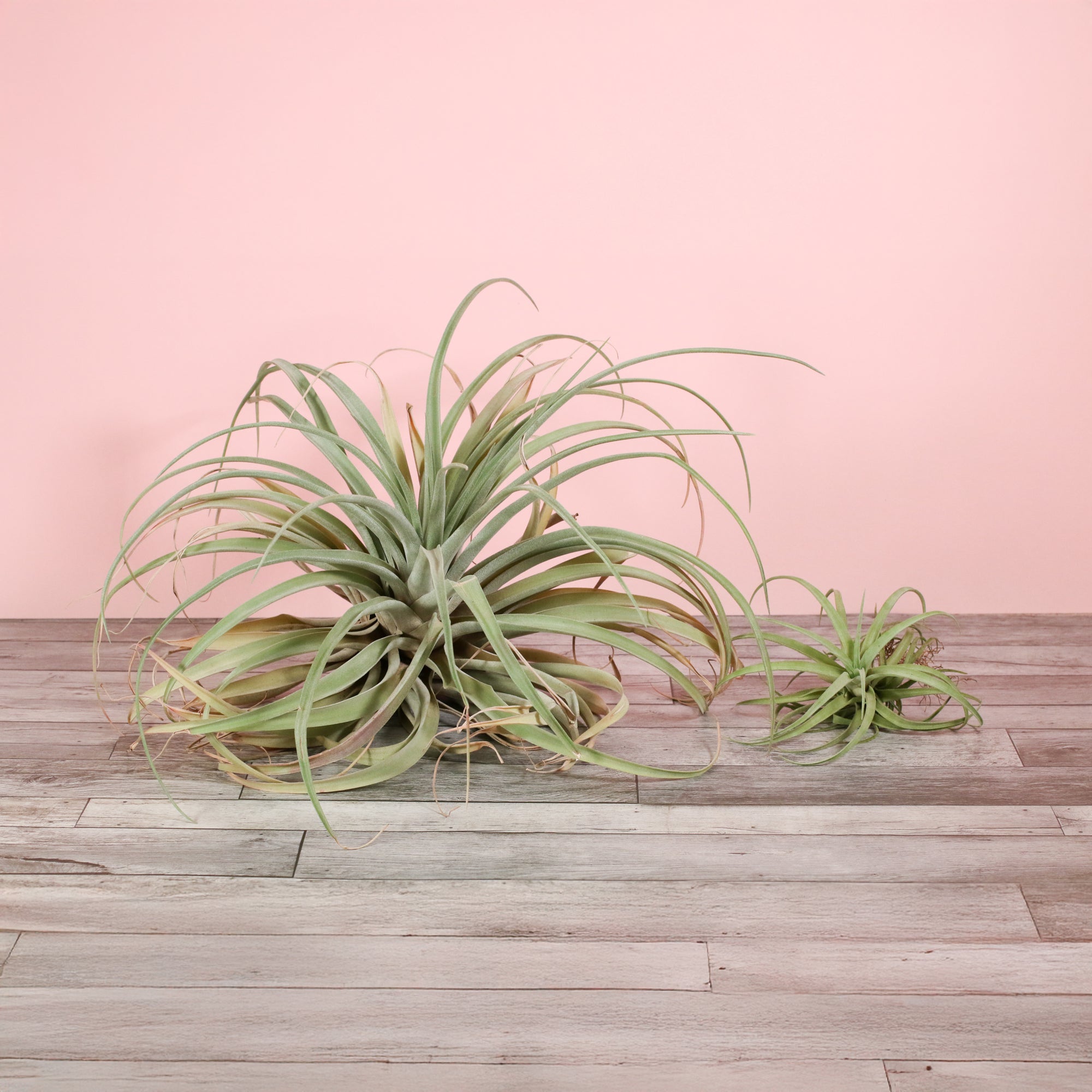 Air Plant Tillandsia Capitata Peach