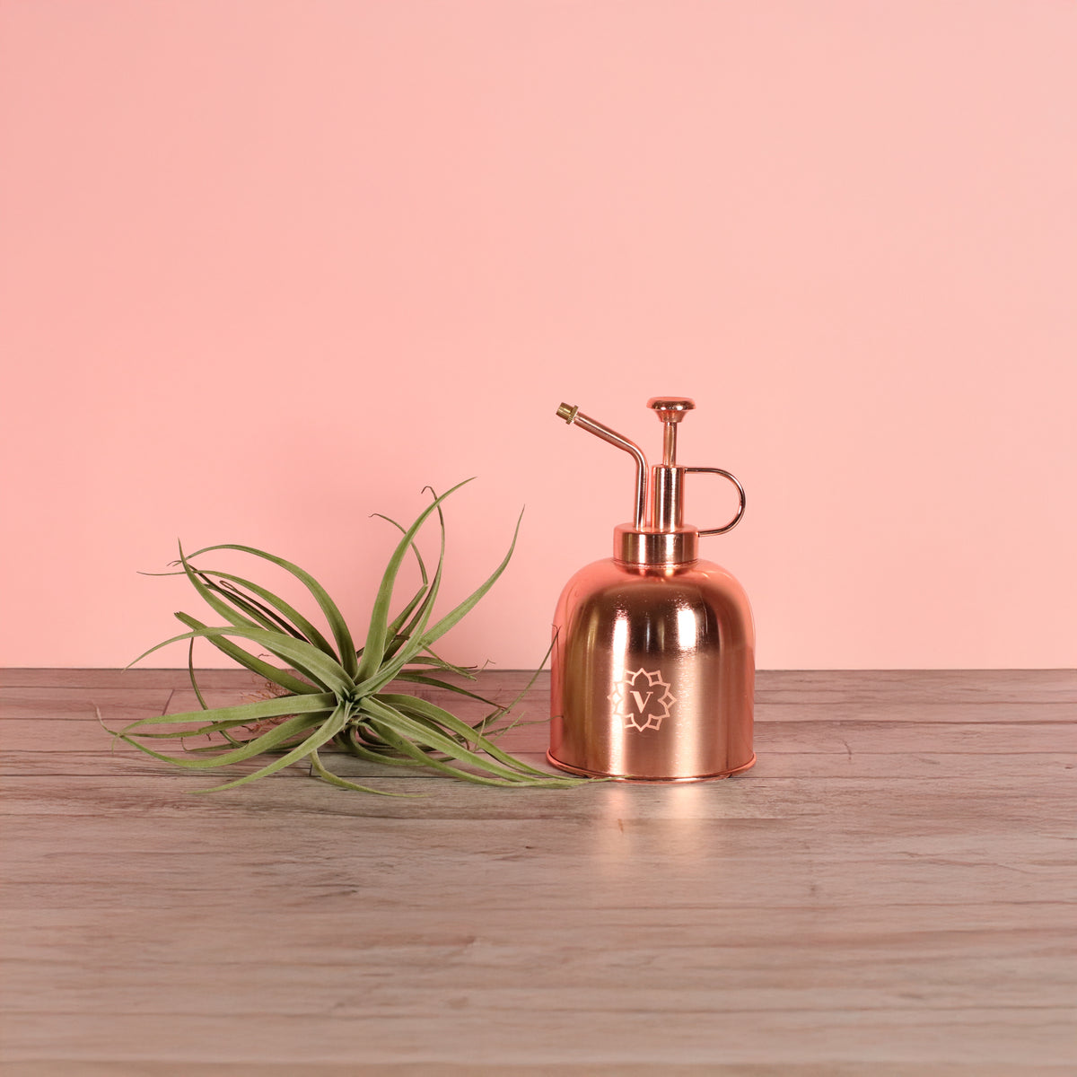 Small Air Plant Tillandsia Capitata Peach