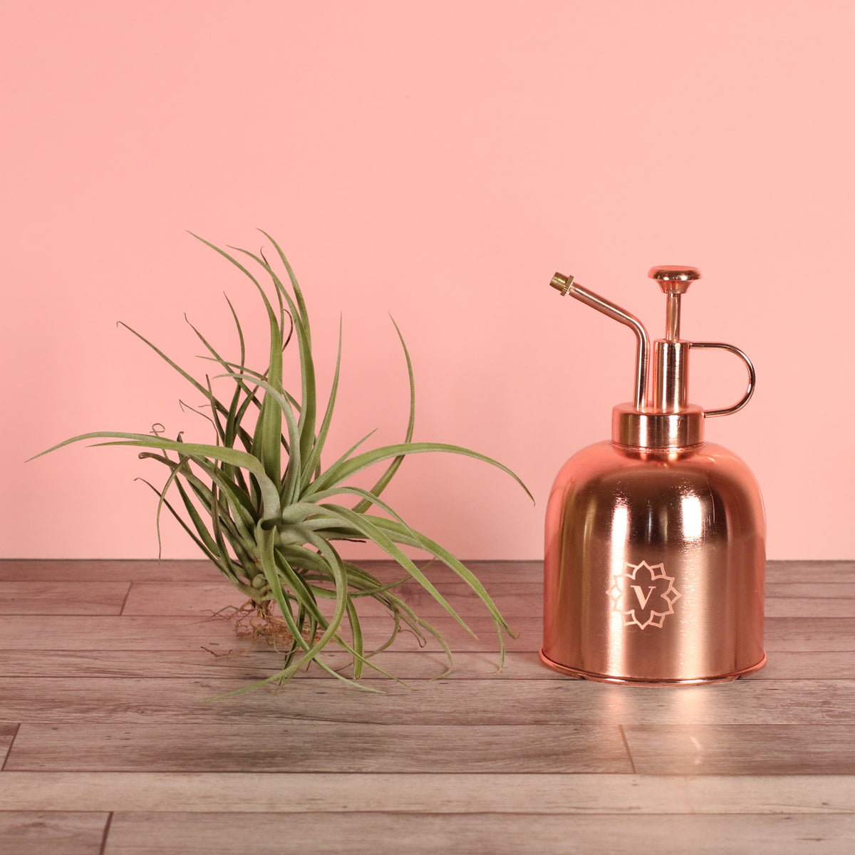 Small Air Plant Tillandsia Capitata Peach
