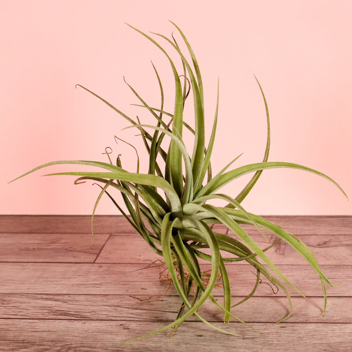 Small Air Plant Tillandsia Capitata Peach