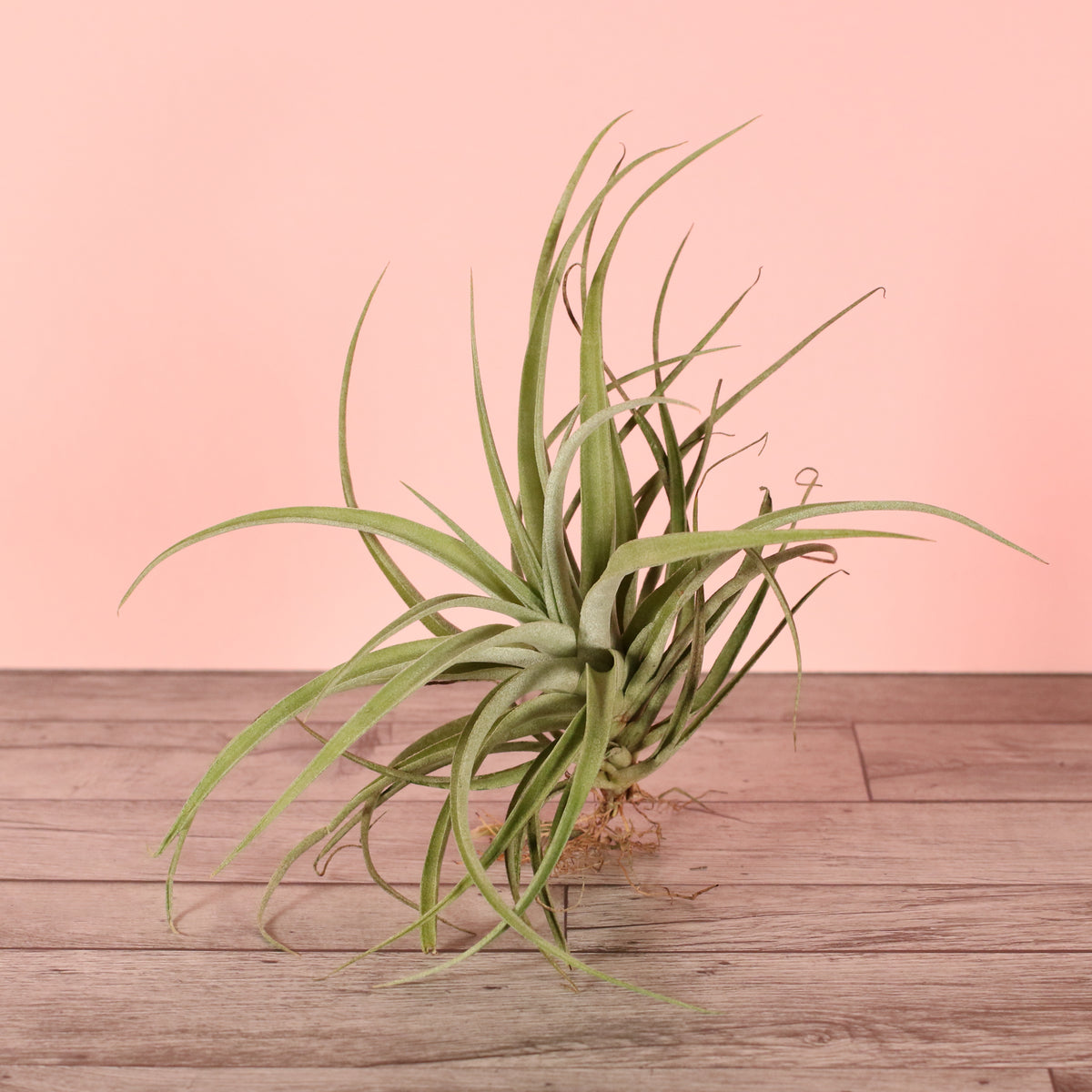 Small Air Plant Tillandsia Capitata Peach