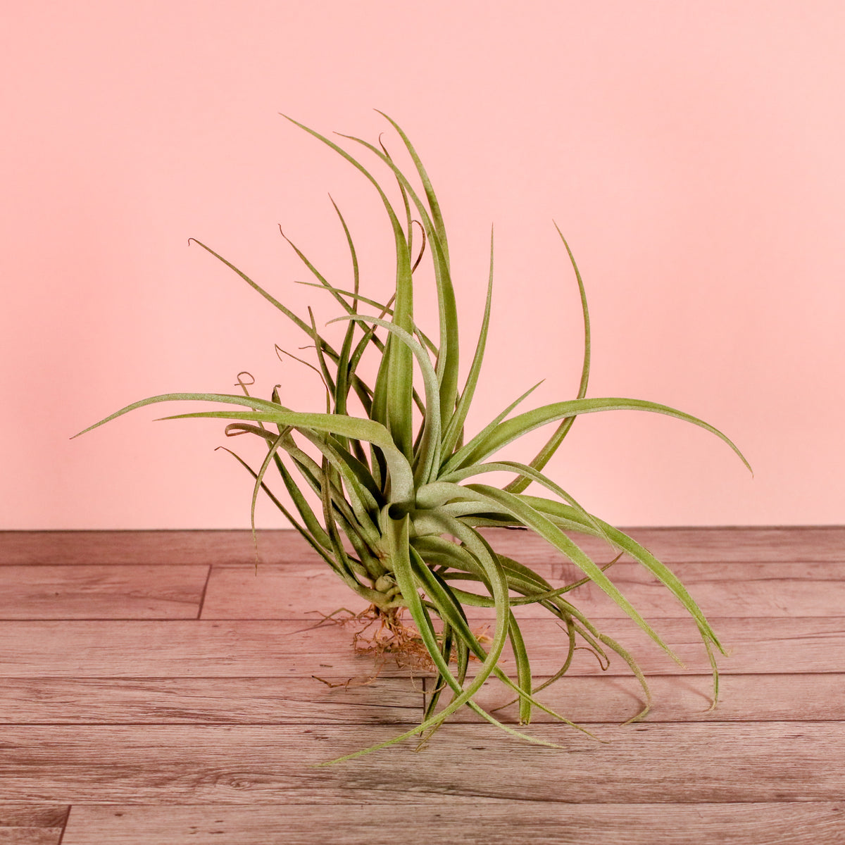 Air Plant Tillandsia Capitata Peach