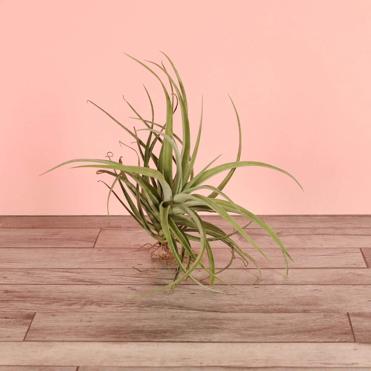 Air Plant Tillandsia Capitata Peach
