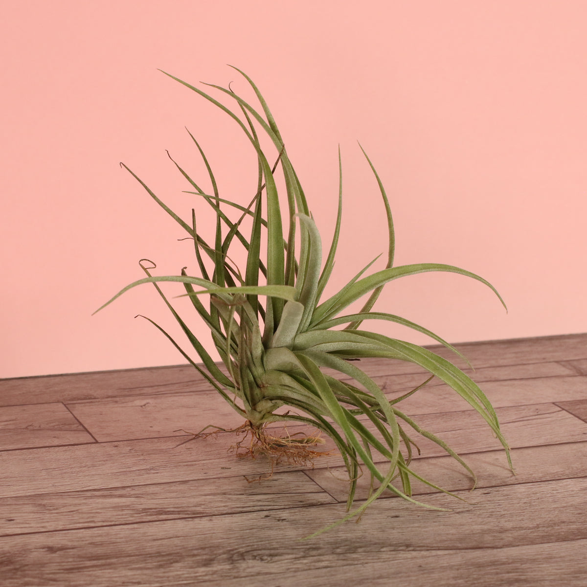Small Air Plant Tillandsia Capitata Peach