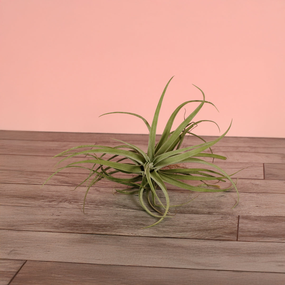 Small Air Plant Tillandsia Capitata Peach