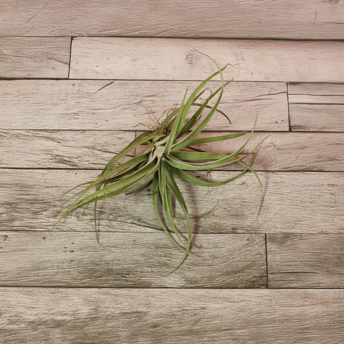 Small Air Plant Tillandsia Capitata Peach
