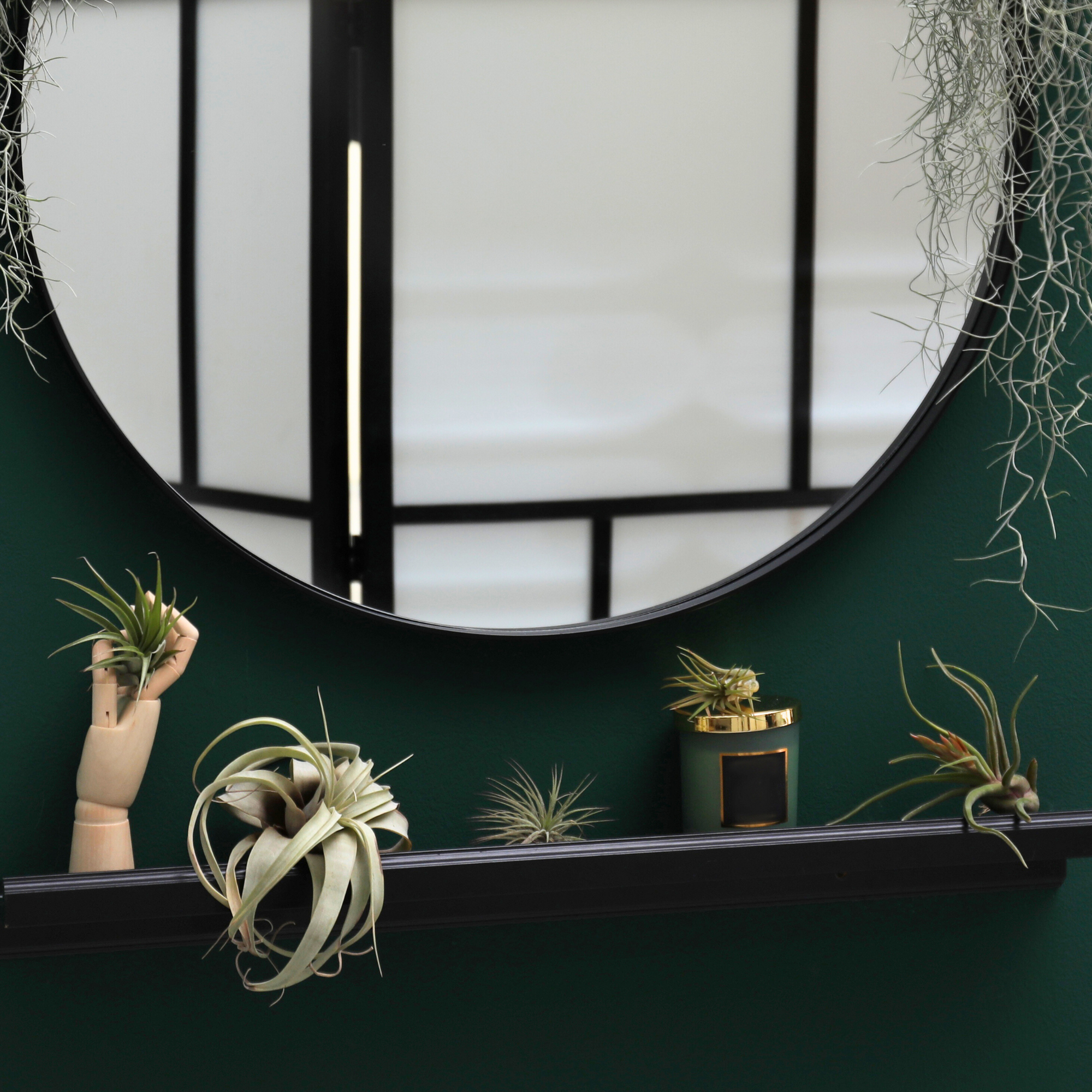Tillandsia Grower's Choice Air Plant 3 Pack Bundle Verdant Lyfe