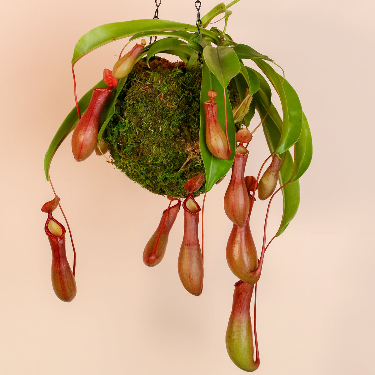 Tropical Pitcher Plant Nepenthes Alata Carnivorous