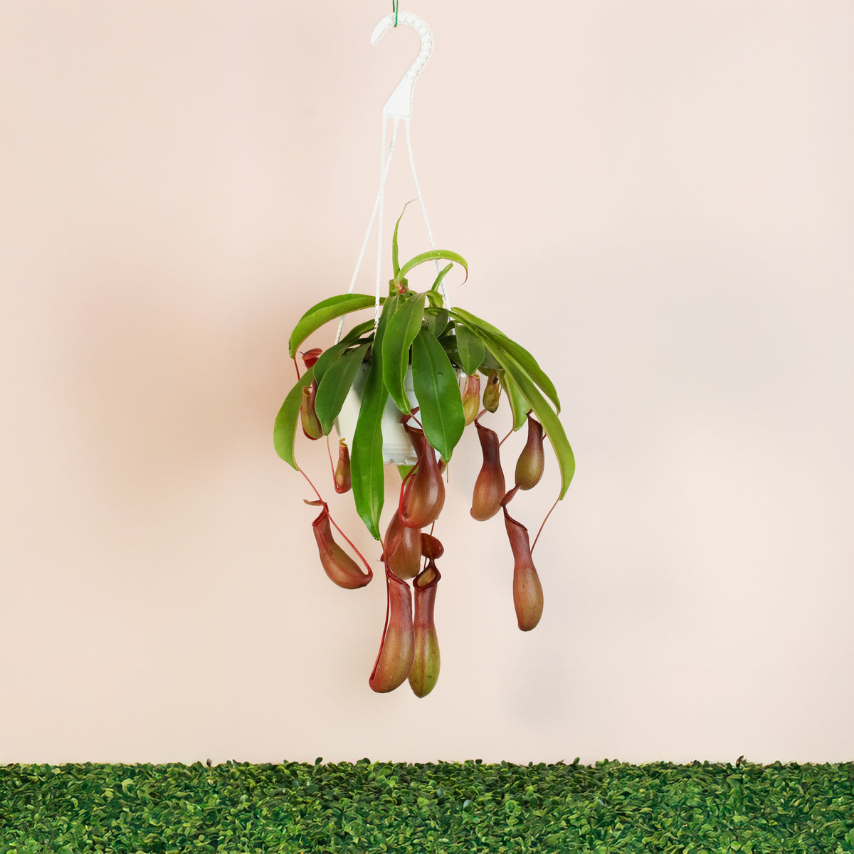 Tropical Pitcher Plant Nepenthes Alata Carnivorous