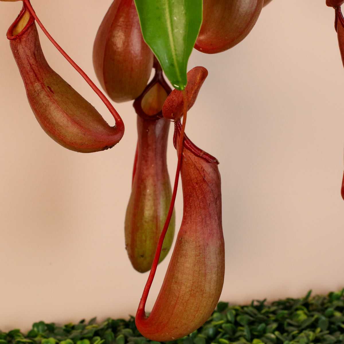 Tropical Pitcher Plant Nepenthes Alata Carnivorous