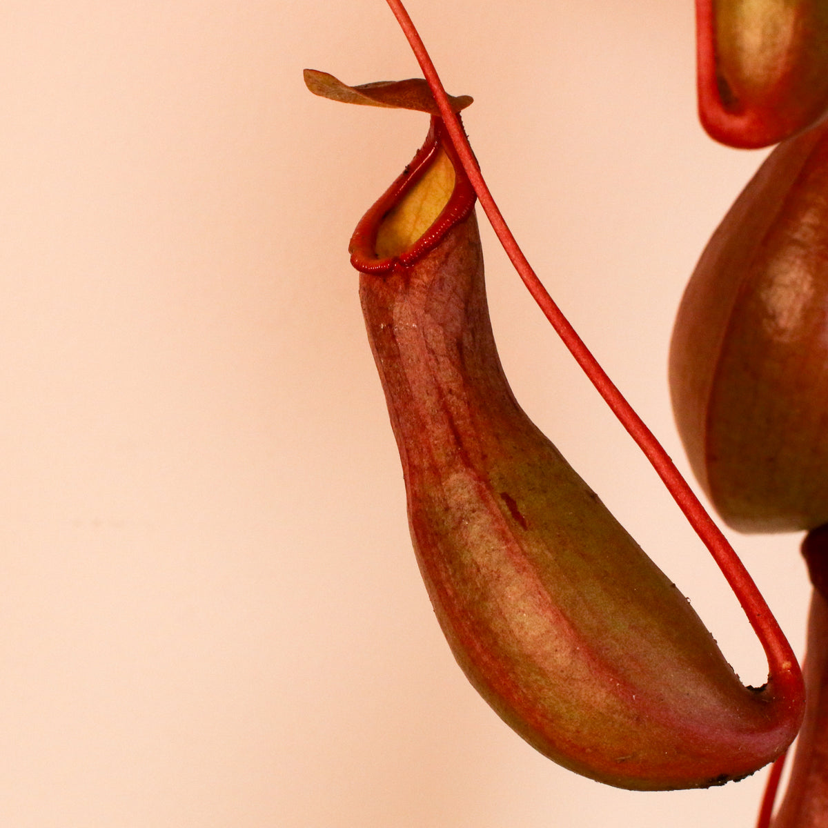 Tropical Pitcher Plant Nepenthes Alata Carnivorous