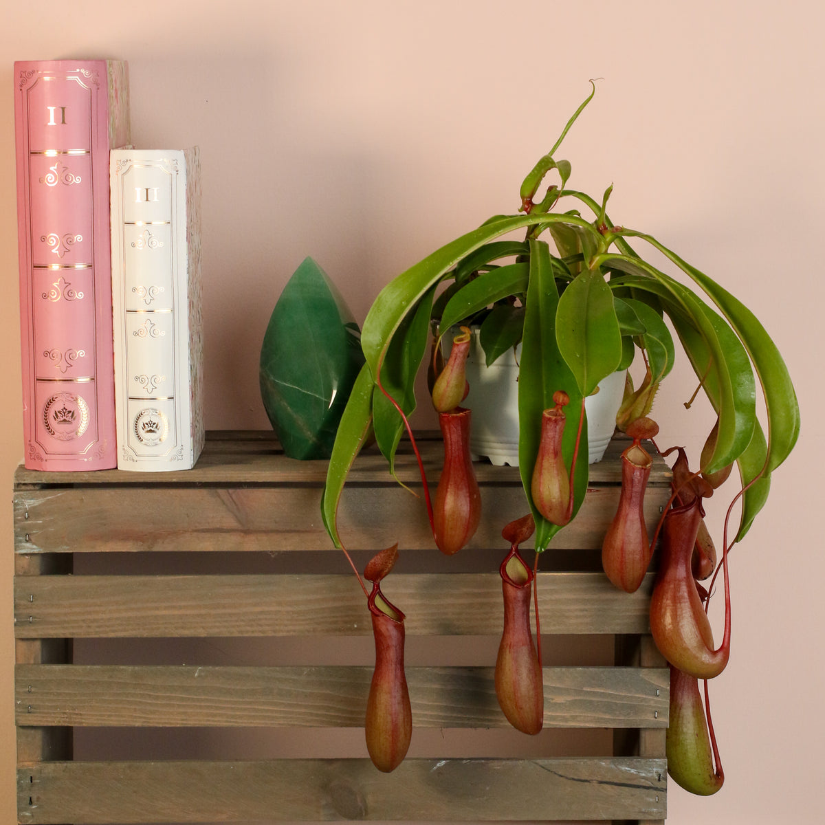 Tropical Pitcher Plant Nepenthes Alata Carnivorous