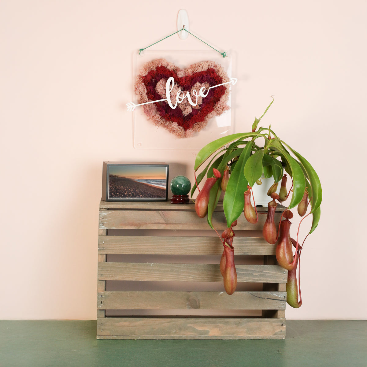 Tropical Pitcher Plant Nepenthes Alata Carnivorous