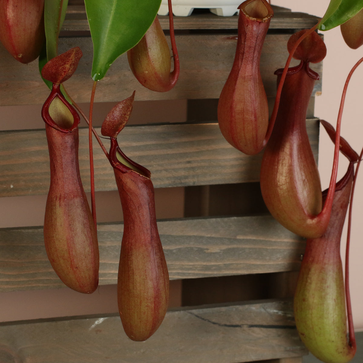 Tropical Pitcher Plant Nepenthes Alata Carnivorous