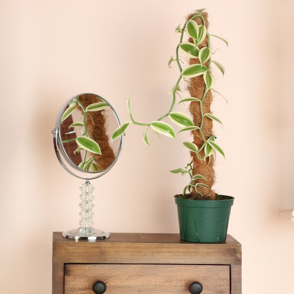 Vanilla Planifolia Orchid 'Albo-Variegata' 6" with Coco Moss Pole. 