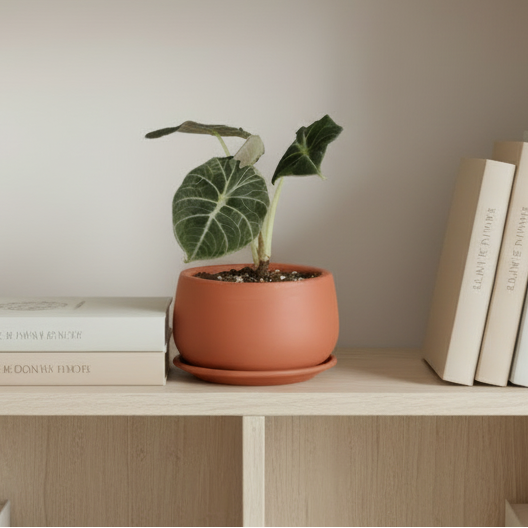 Alocasia Black Velvet