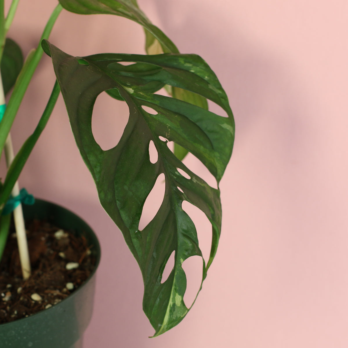 Leaf of Monstera Adansonii Albo Variegata