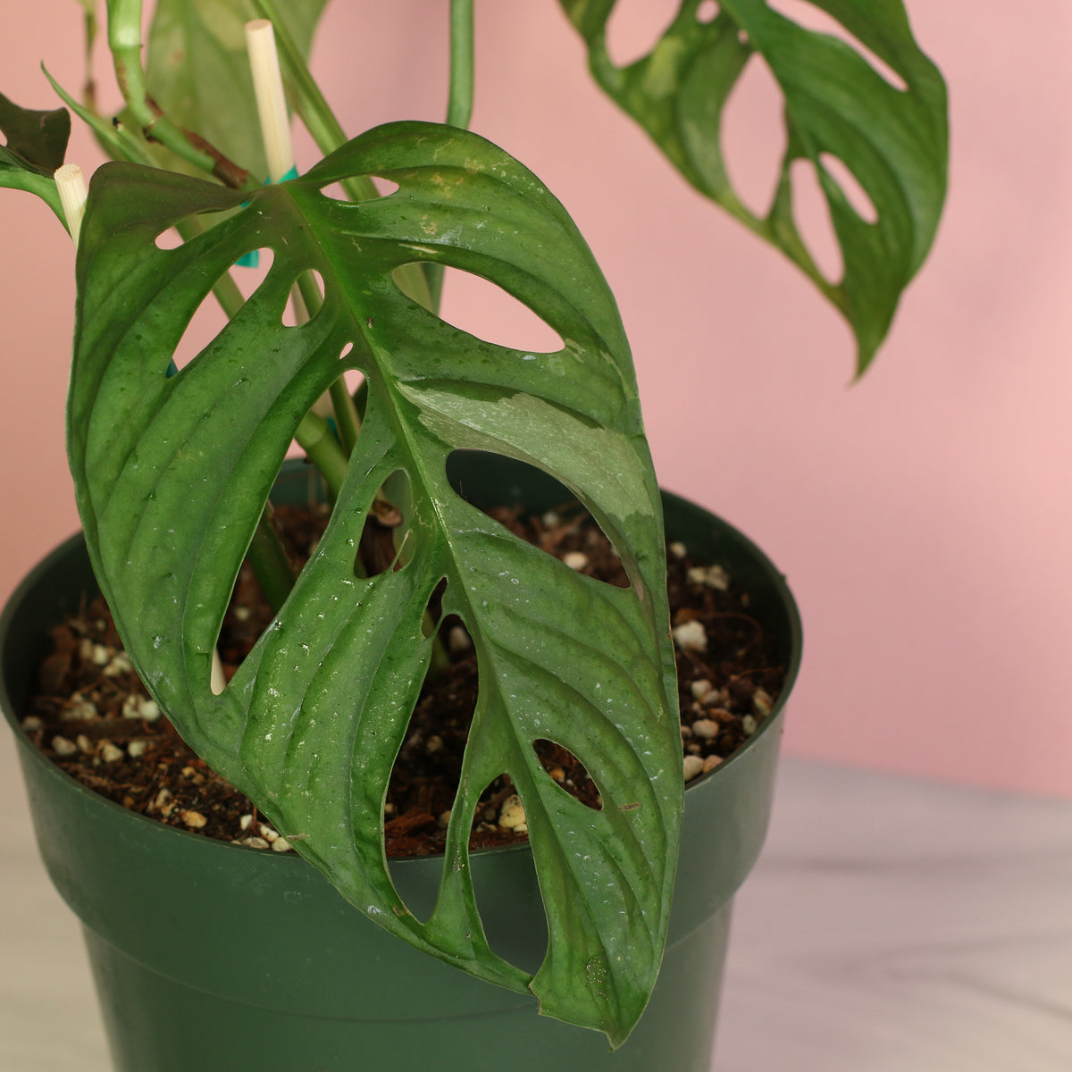 Monstera Adansonii Albo Variegata leaf up close