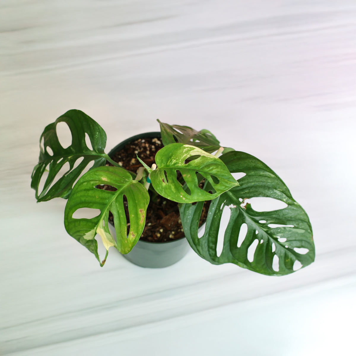 Monstera Adansonii Albo Variegata top view