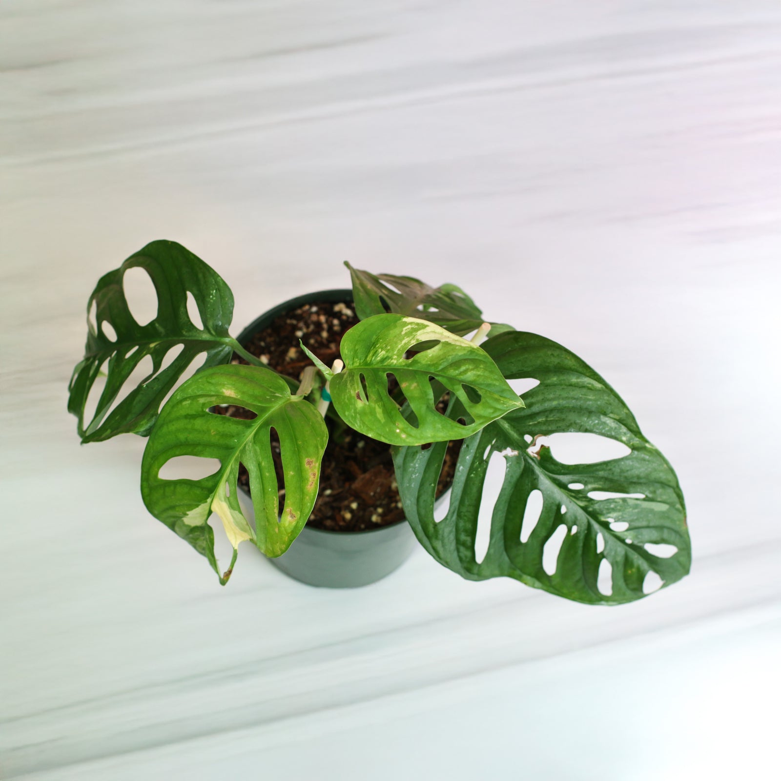 Monstera Adansonii Albo Variegata 5" nursery next to clock on shelf. 