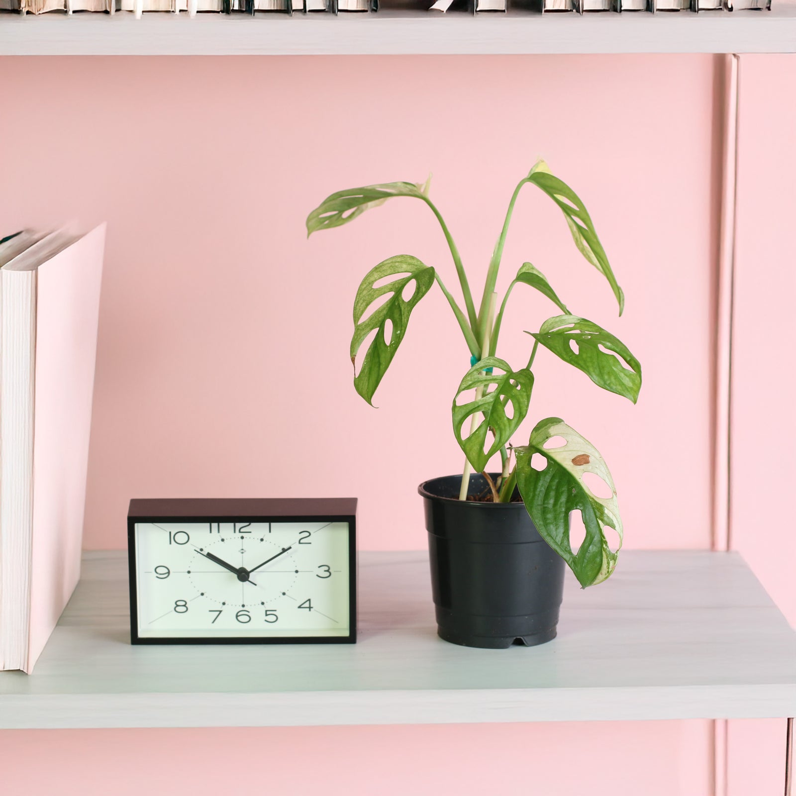 Monstera Adansonii Albo Variegata 5" nursery next to clock on shelf. 