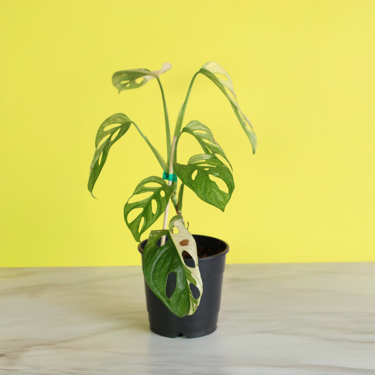 Monstera Adansonii Albo Variegata 5" Nursery