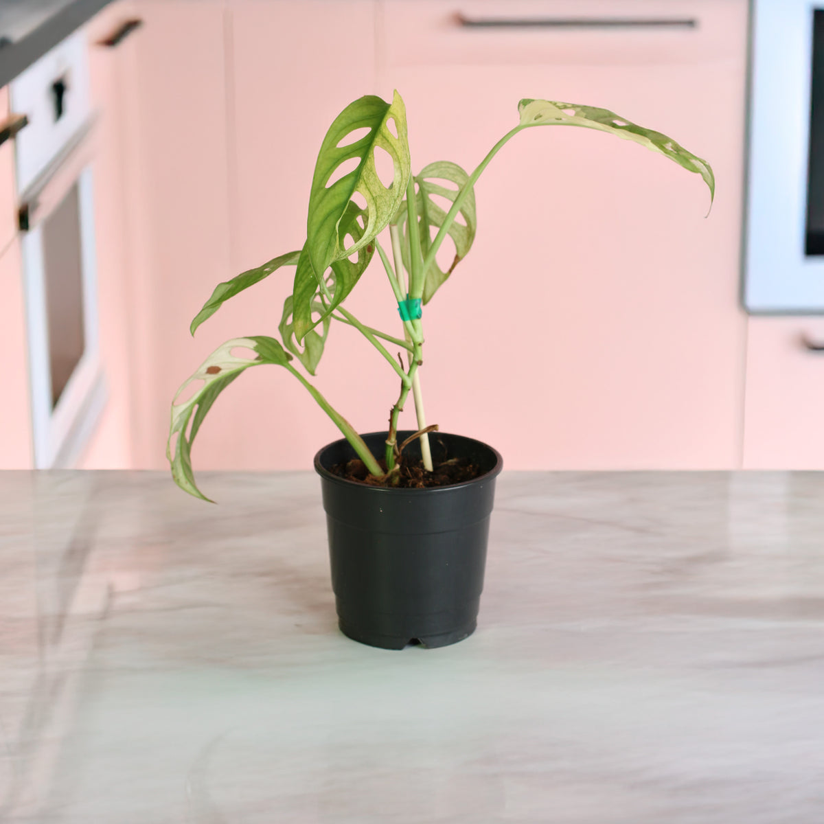 Monstera Adansonii Albo Variegata in a 5" nursery planter on kitchen counter top.