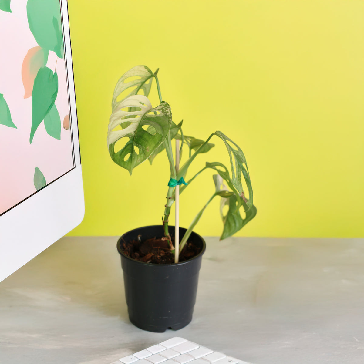 Monstera Adansonii Albo Variegata 5" next to computer. 