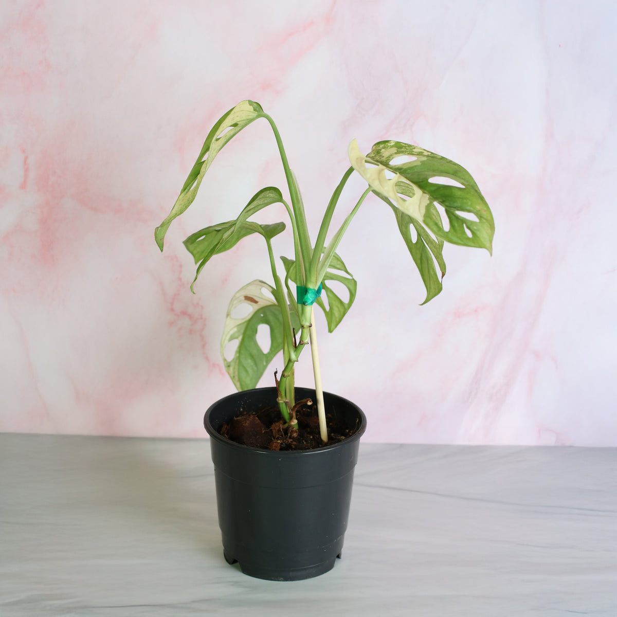 Monstera Adansonii Albo Variegata in 5" Planter