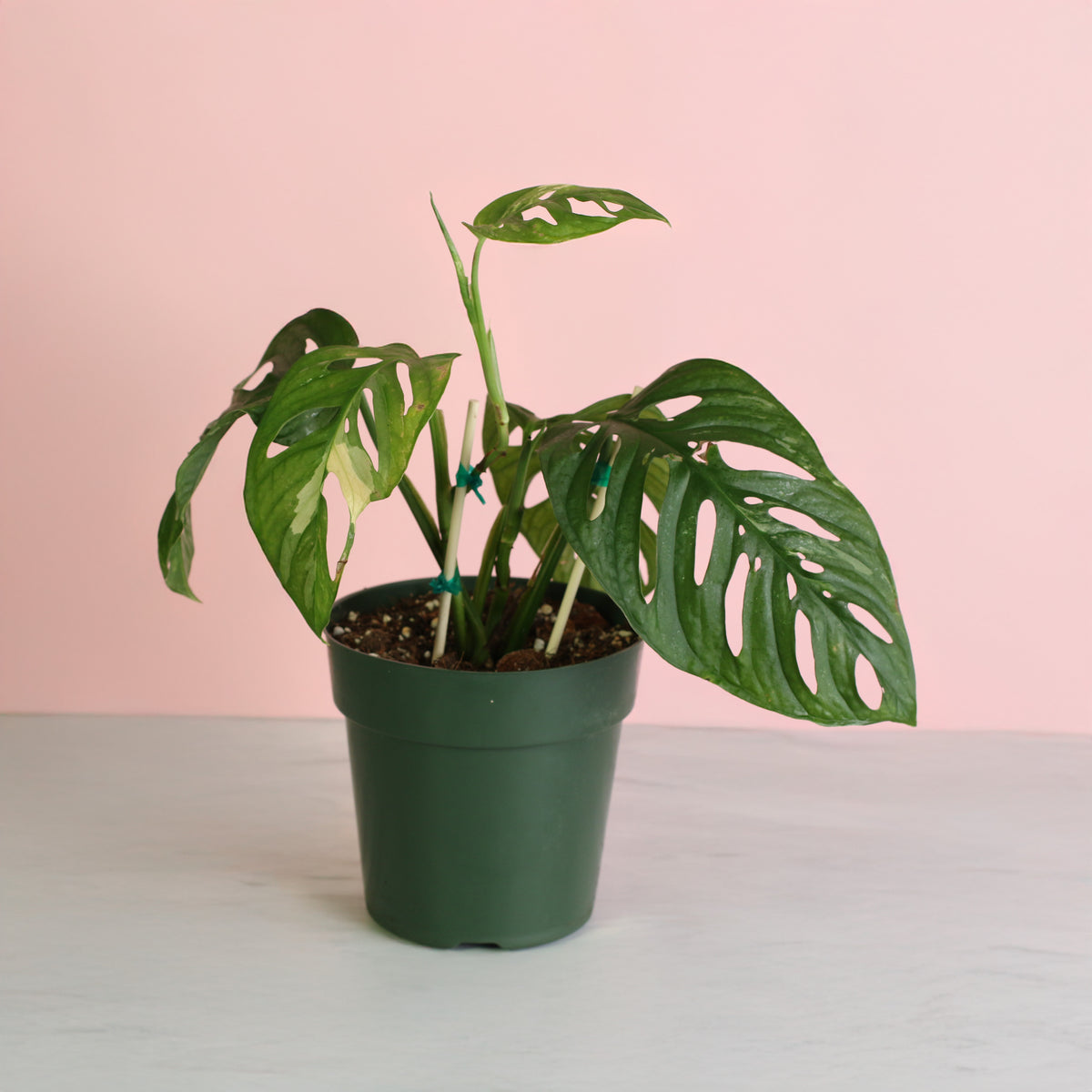 6" Monstera Adansonii Albo Variegata