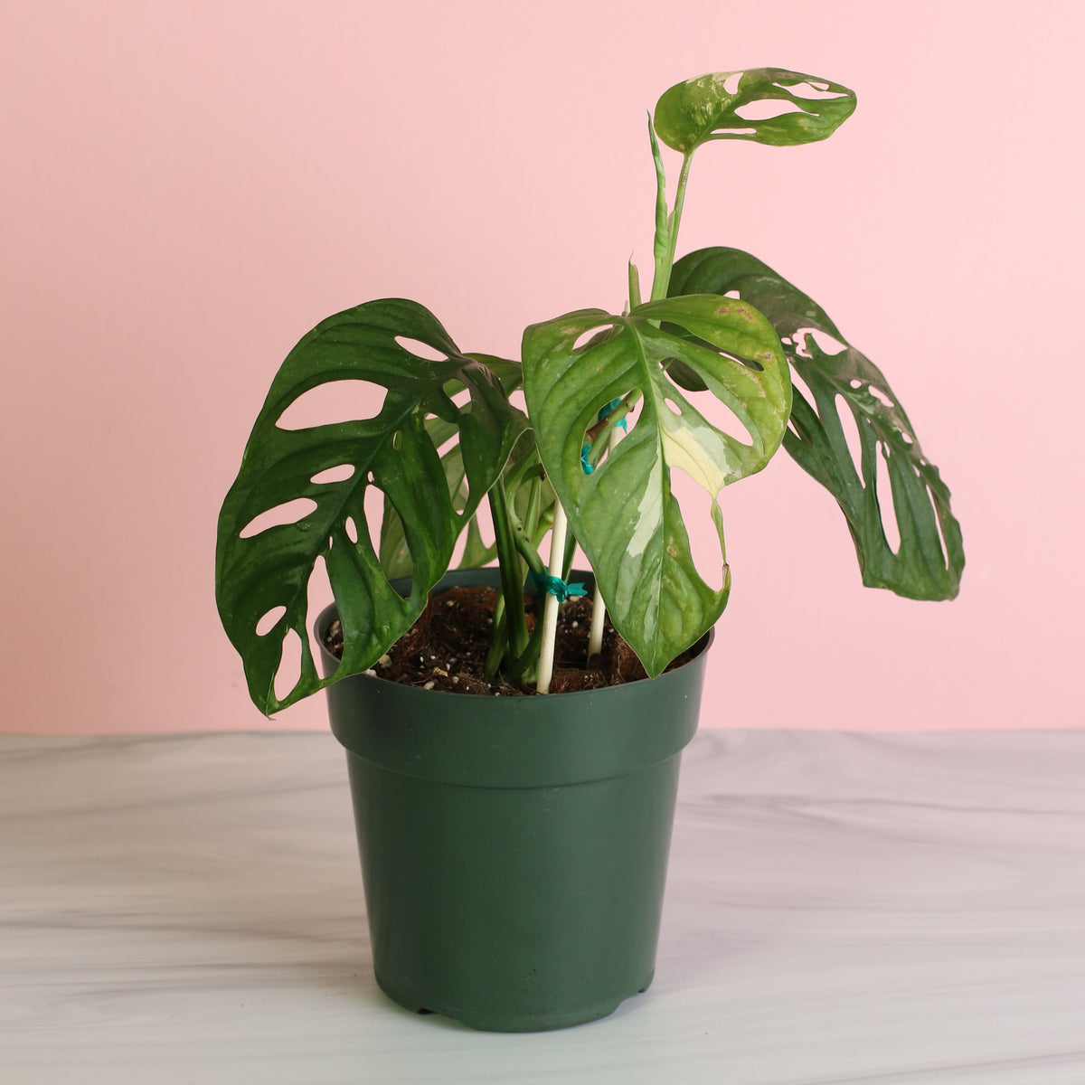 Monstera Adansonii Albo Variegata 6" 