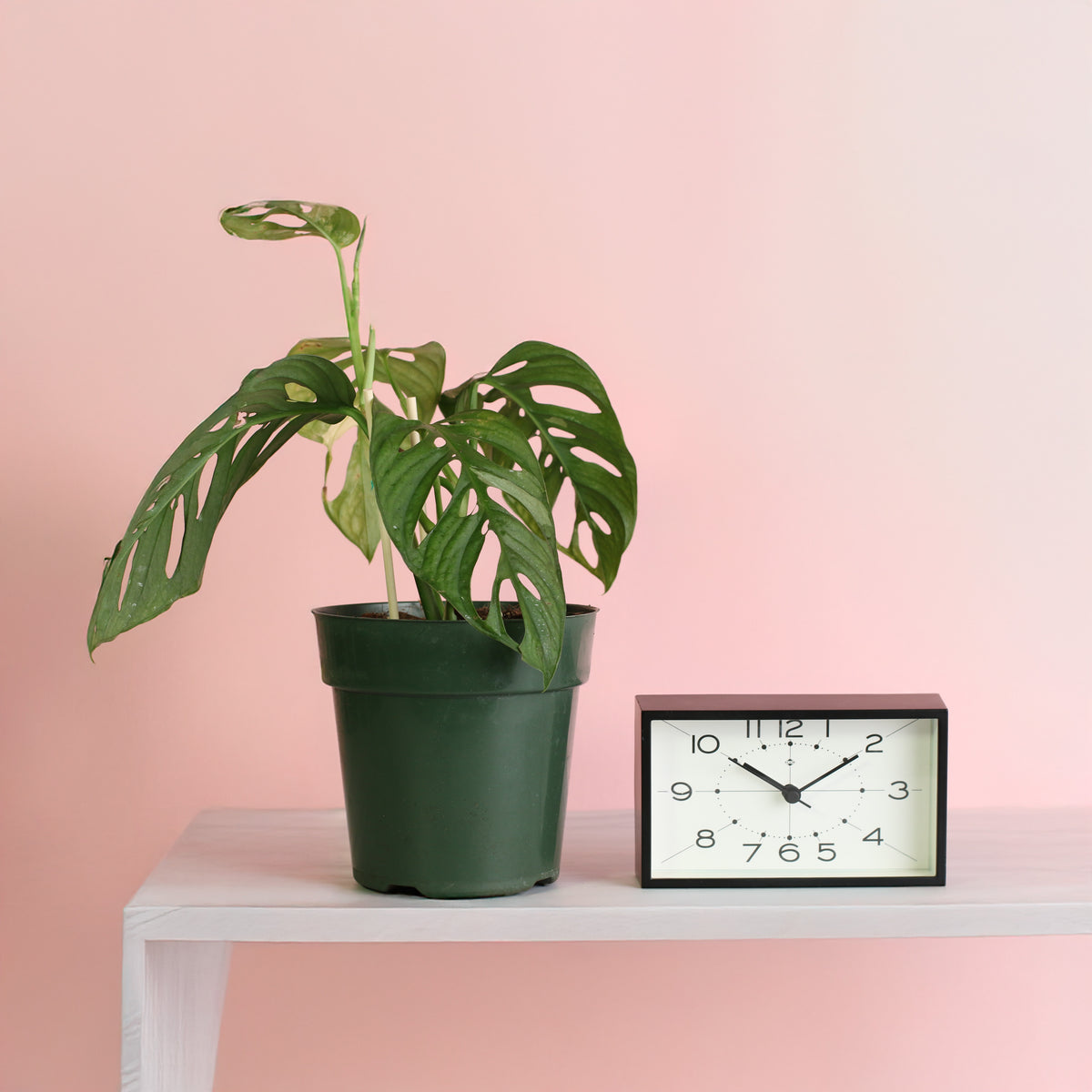 Monstera Adansonii Albo Variegata 6" Next to clock