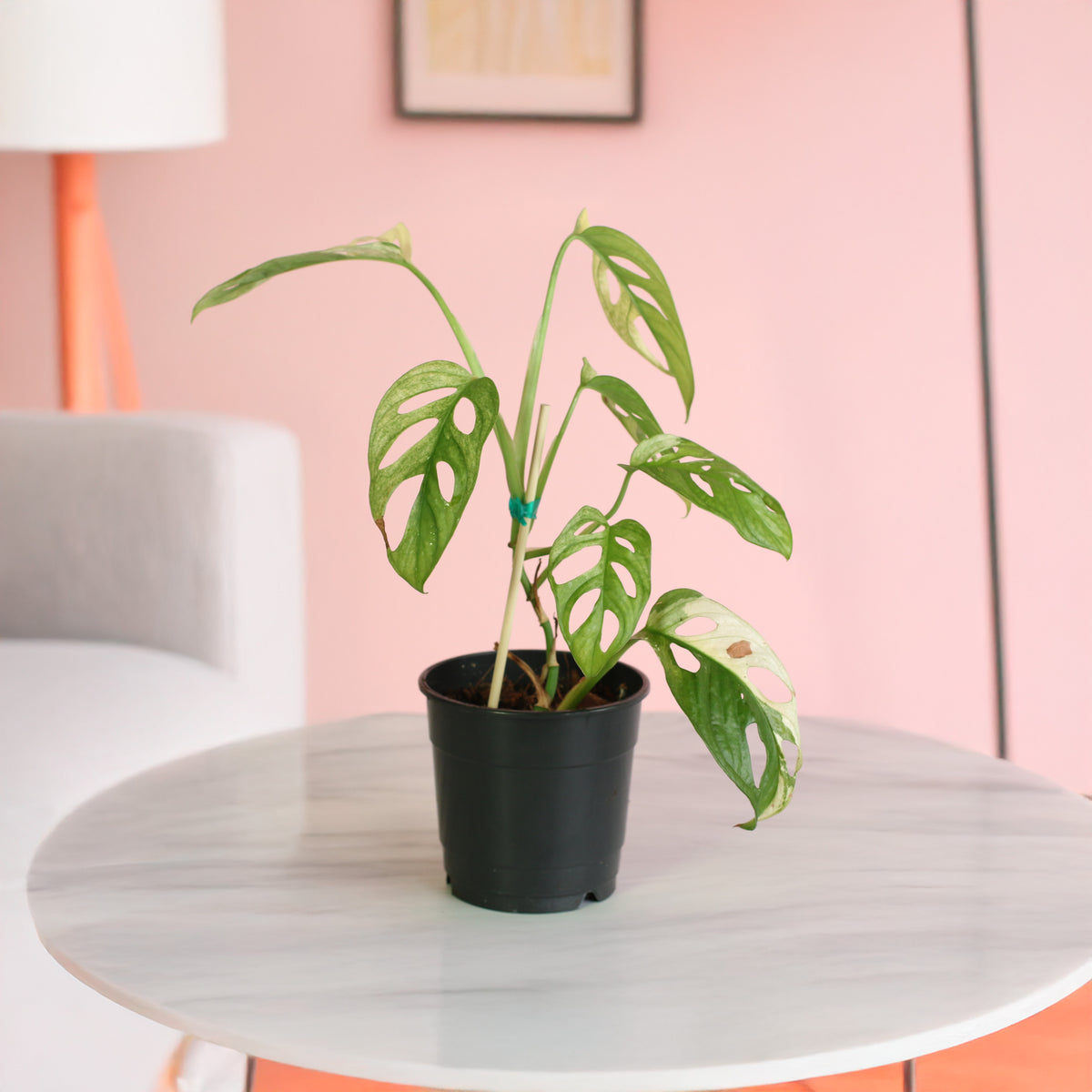 Monstera Adansonii Albo Variegata in 5" nursery on top of coffee table. 