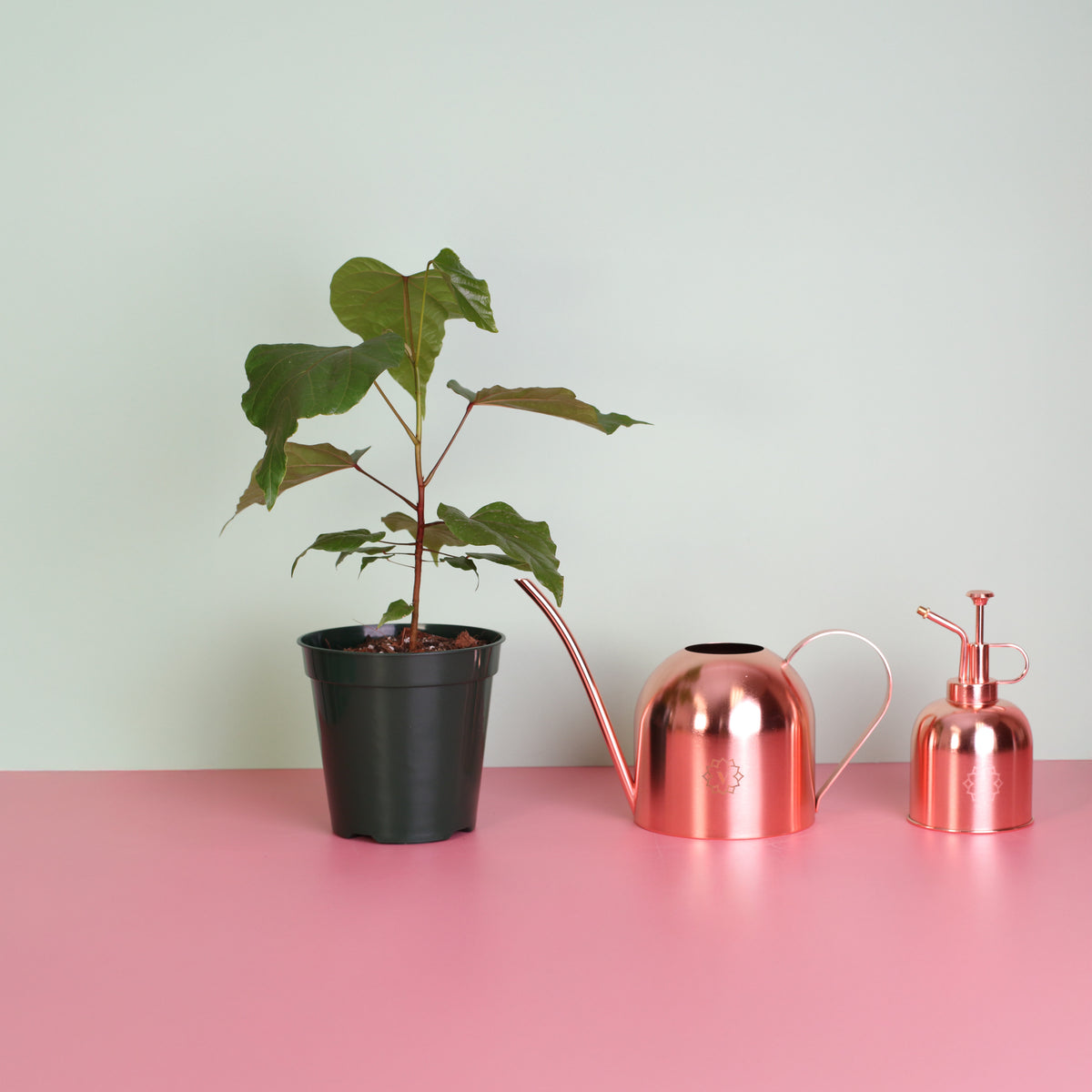 Annatto Lipstick Tree next to Lyfe Watering Bundle