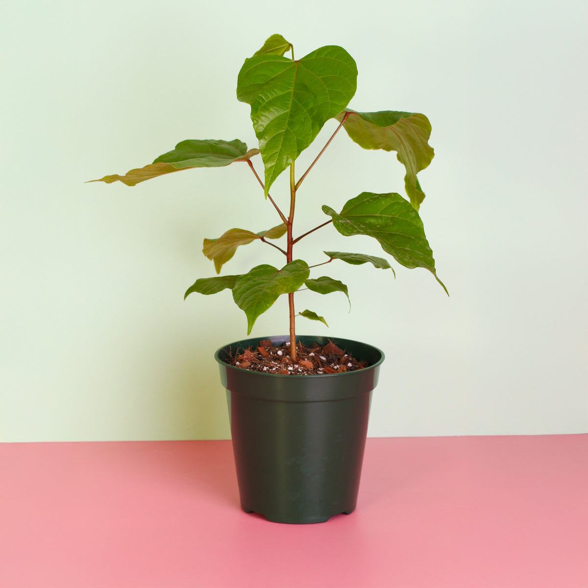 Annatto Lipstick Tree 6" Planter
