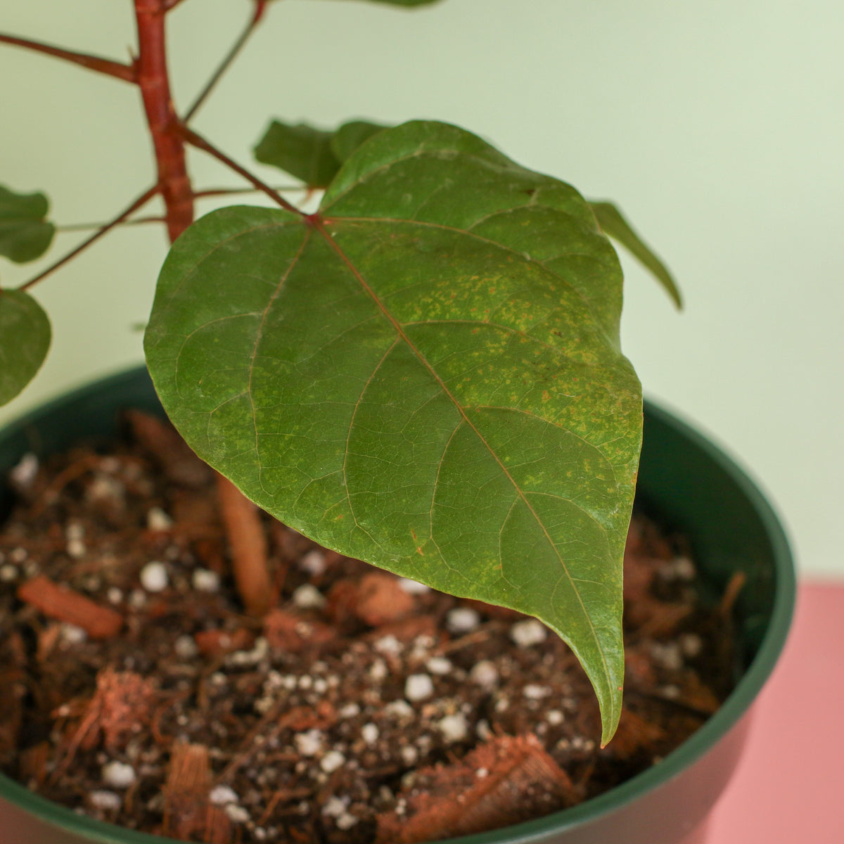 Annatto Lipstick Tree close up of leaf