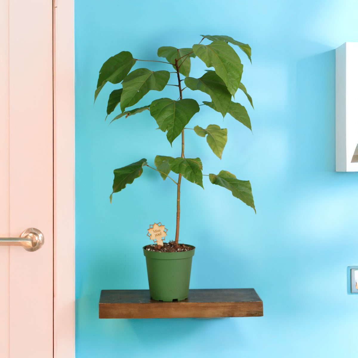 Annatto Lipstick Tree on floating shelf near entrance of home. 