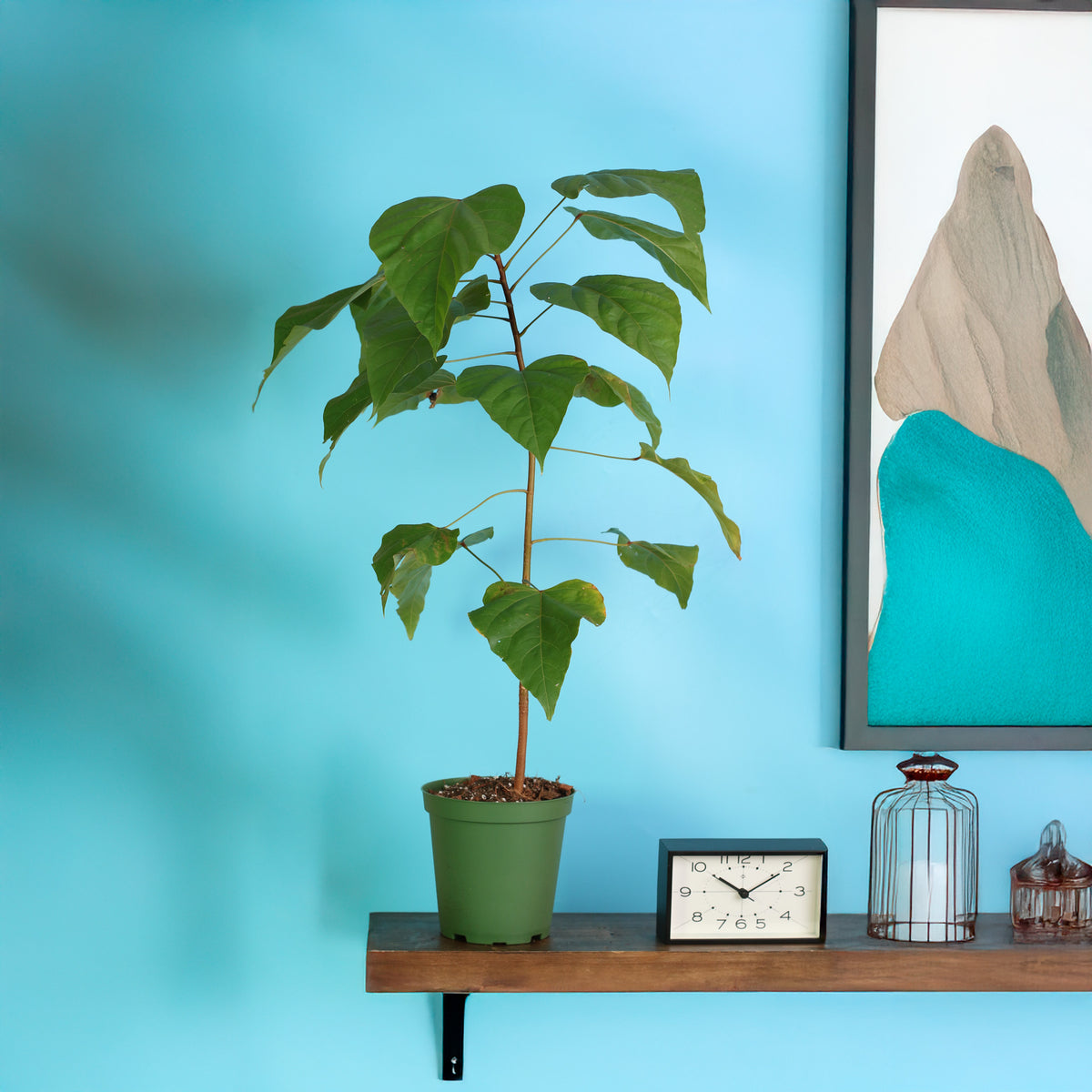 Annatto Lipstick Tree in 6" Nursery planter on floating shelf in hallway. 