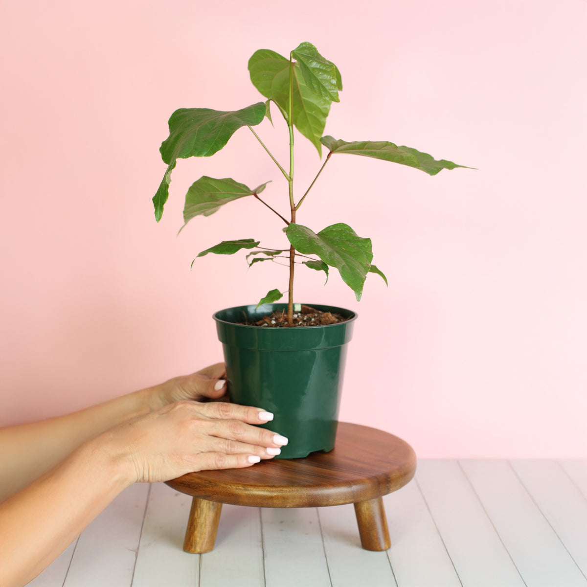 Annatto Lipstick Tree 6" Nursery Planter